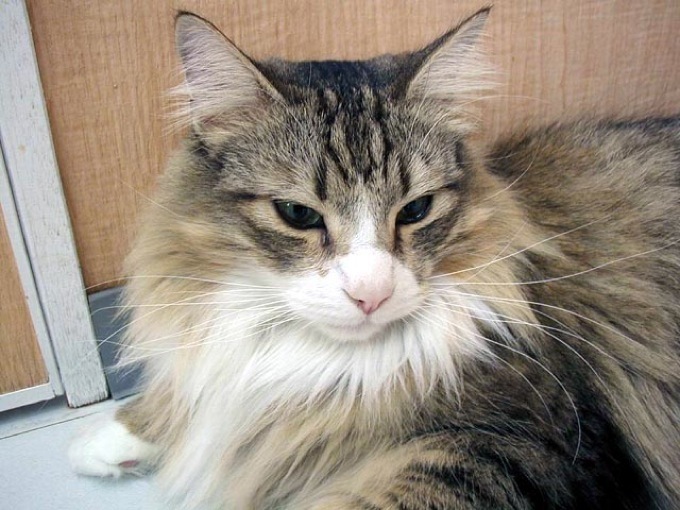 猫の中でもサイベリアンって可愛い マサシのブログ